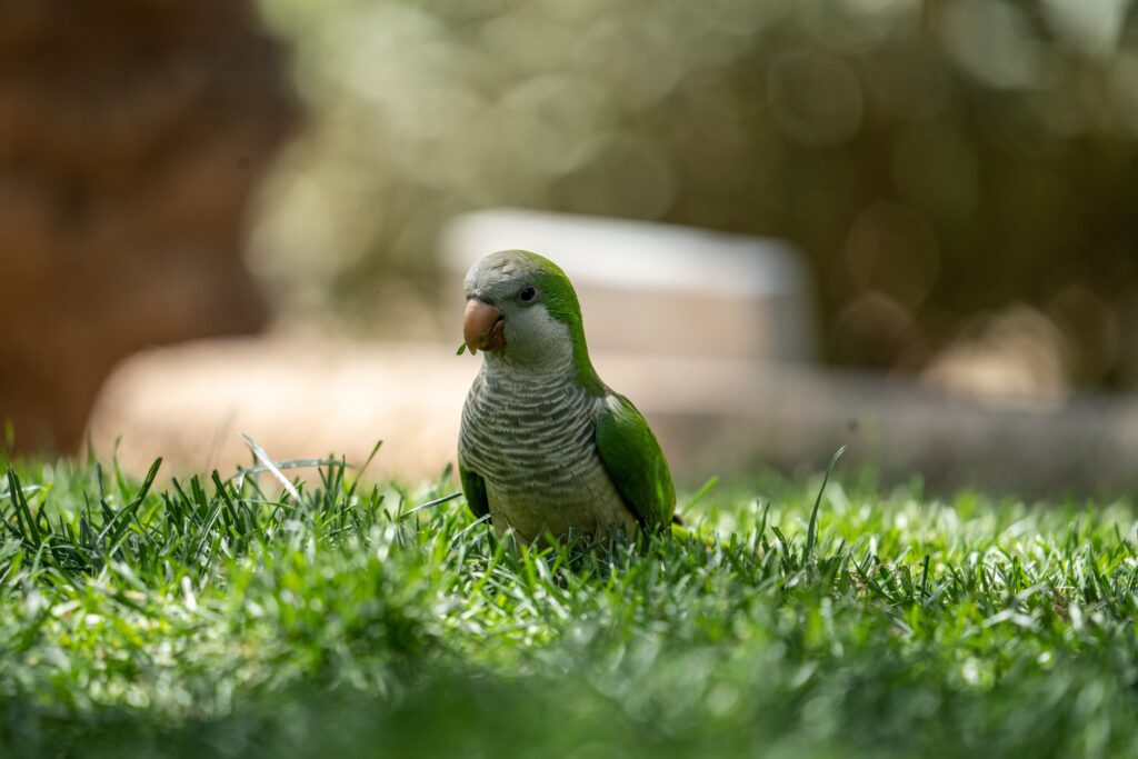 Papagaaien uit Barcelona Zoo